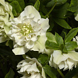 Морозник восточный White double Морозник восточный White double