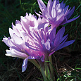 Колхикум  Waterlily Колхикум  Waterlily