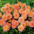 Георгина Декоративная Экстаз