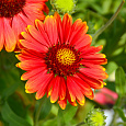 Гайллардия остистая Аризона Ред Шейдз