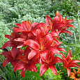 Лилия азиатская горшечная Тайни Хоуп Лилия азиатская горшечная Тайни Хоуп