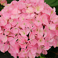 Гортензия крупнолистная Belle Seduction Гортензия крупнолистная Belle Seduction