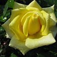 Роза чайно-гибридная Саттерс Голд Роза чайно-гибридная Саттерс Голд