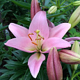 Лилия азиатская махровая Бентли