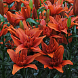 Лилия азиатская махровая Ред Твин Лилия азиатская махровая Ред Твин